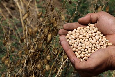 3 Bin Ton Nohuta Yazık olmasın