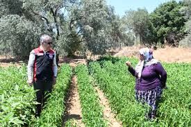 Tarımda Domino Taşı Etkisi