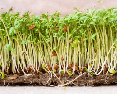 Zirai İlaçlar ve Dikey Tarım