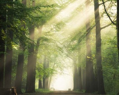 Ormanlarımız ve Ateş Savaşçıları