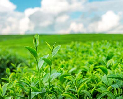 Tarım Sektöründe Seferberlik Başlıyor
